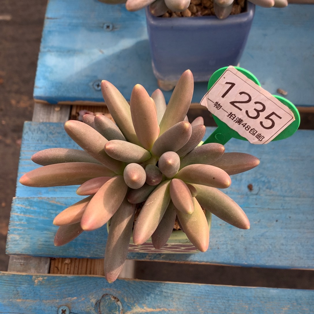 彩体烟花开播福利1235