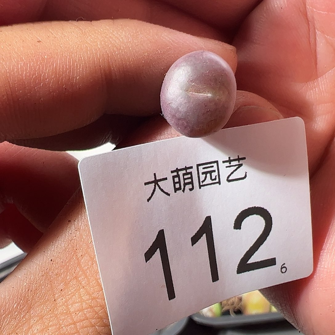 0000112 一物一拍……