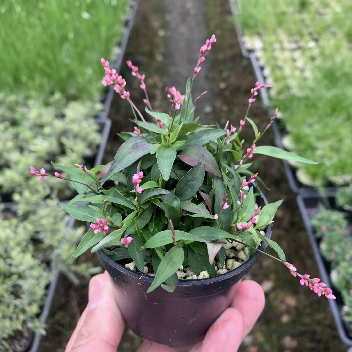 姬樱蓼盆栽玲珑可爱多年生草本植物野草园艺品种开米粒般的小花棒