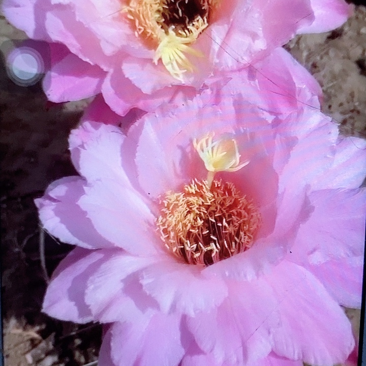 糖果侧芽5公分毛花柱