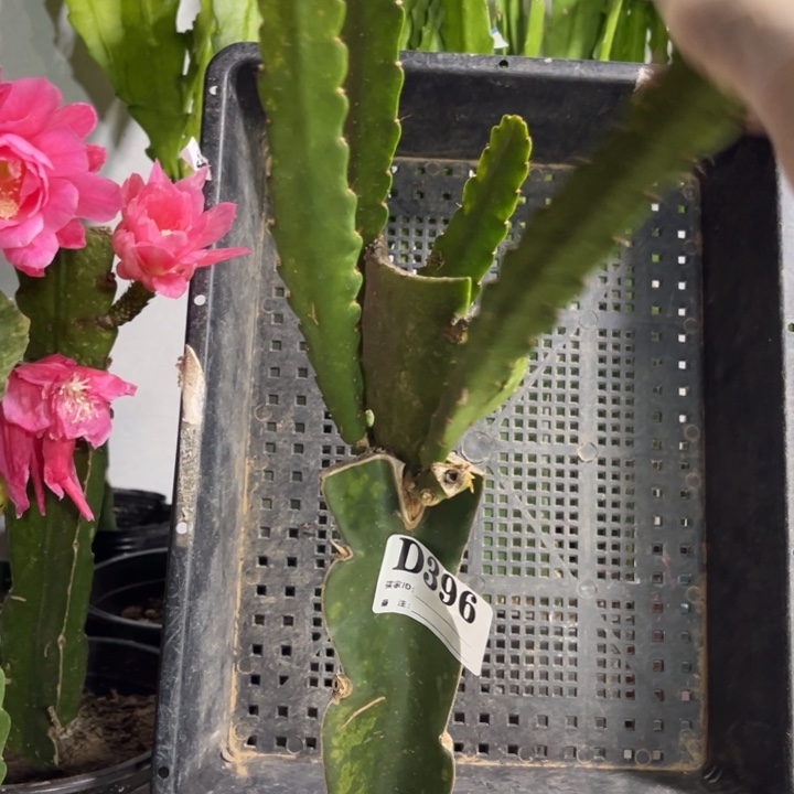 当前无花栽培后可以开花396