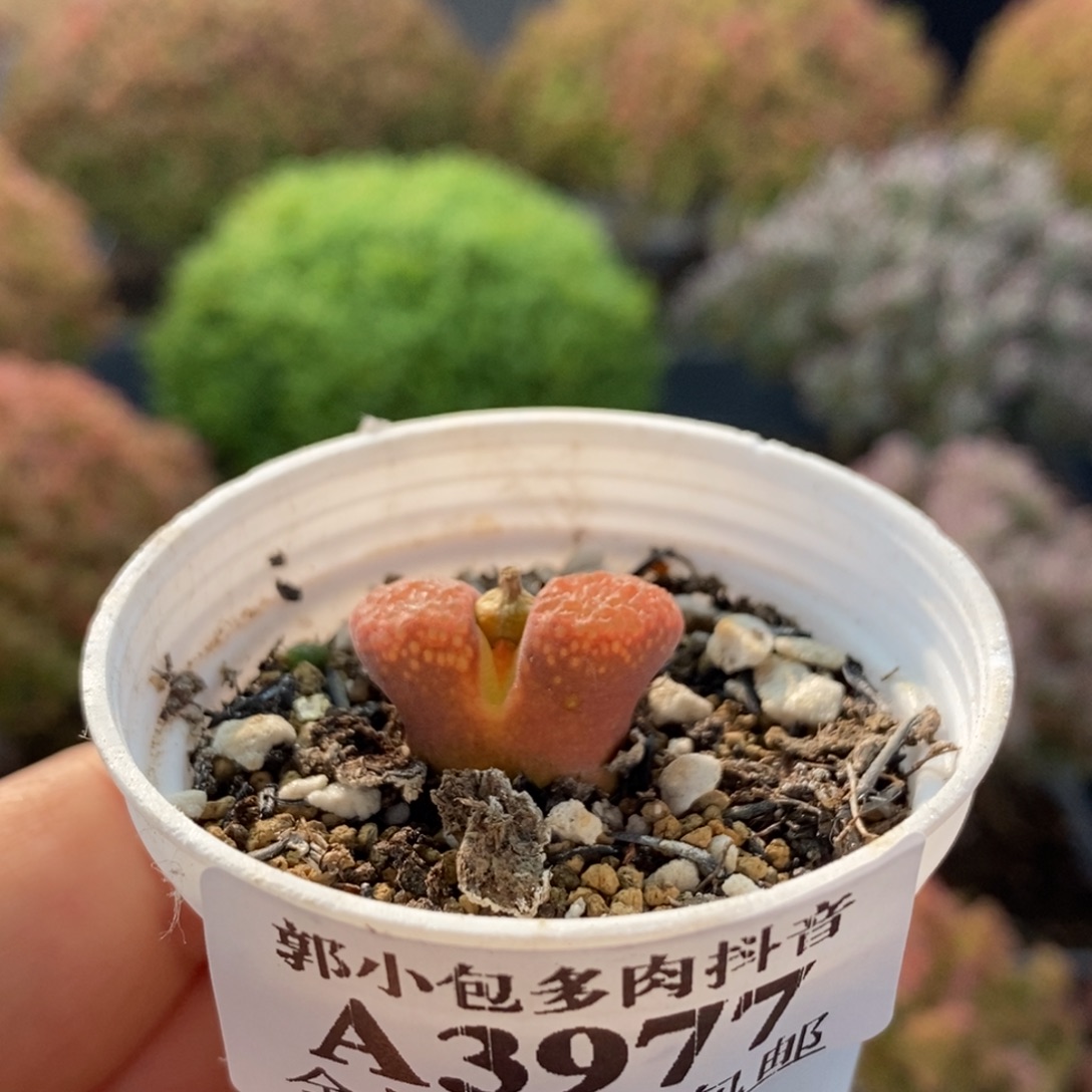 风铃3977枝干咯番杏