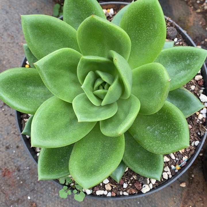 D130- 直播福利翠花