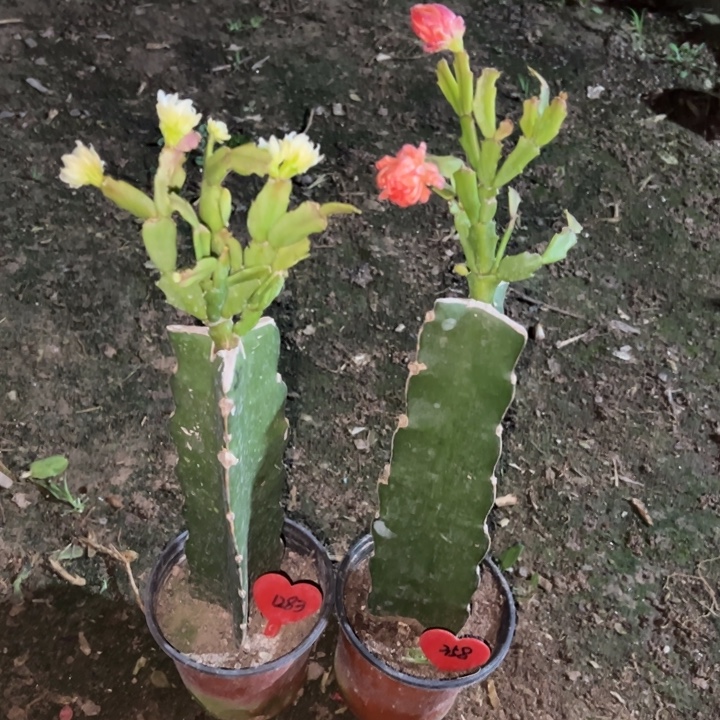 感***Q当前无花栽培后可以开花052 1283  045  358