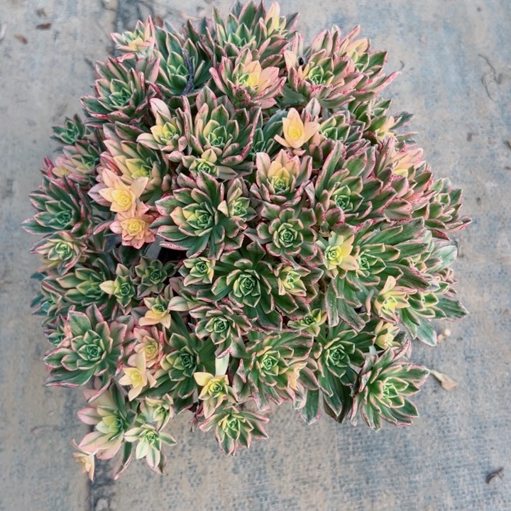 甜茶多肉多肉多肉 满