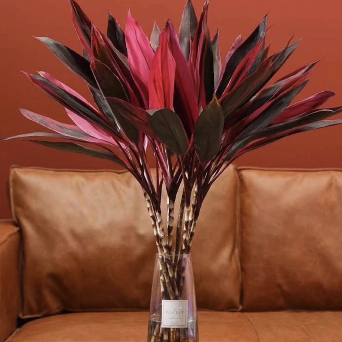 鸿运竹富贵竹花开富贵节节高水培懒人绿植办公居家好养植物