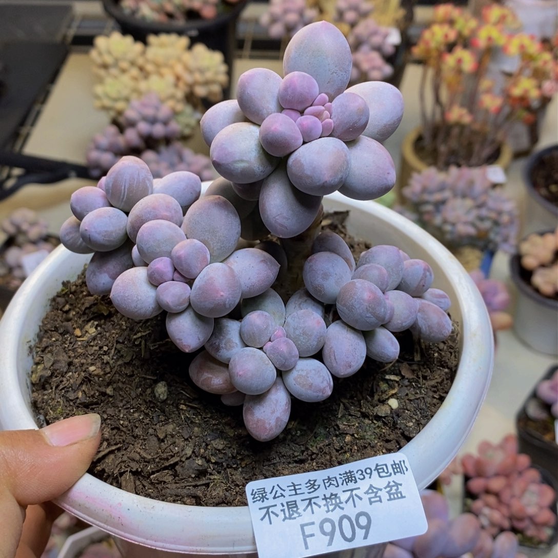 909香水手指奶多肉9c m m