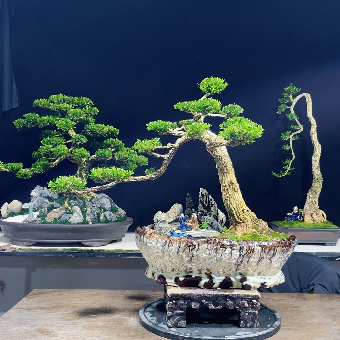 完全开放黄杨盆景四季常青