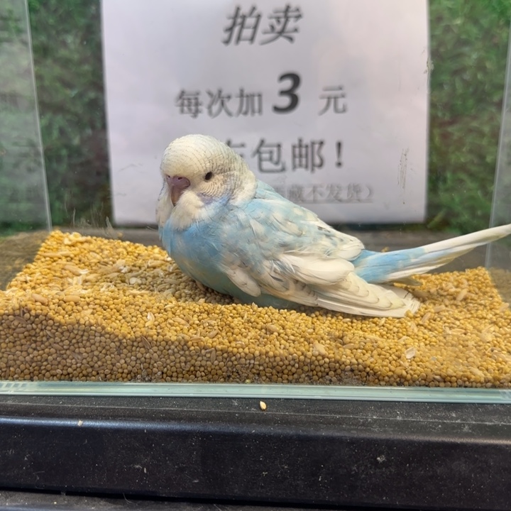 虎皮鹦鹉大头虎皮鹦鹉
