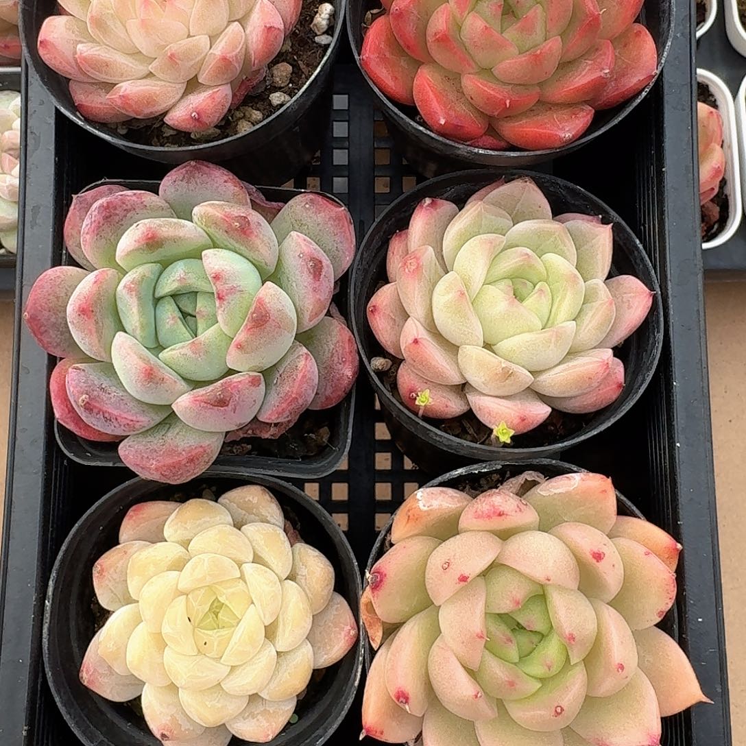 08糖心珍妮一物一拍