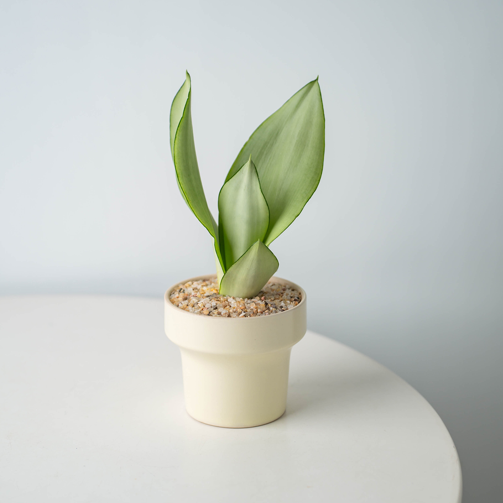 【连盆种好发货】白玉虎皮兰带盆发货桌面绿植盆栽好养耐旱懒人迷你