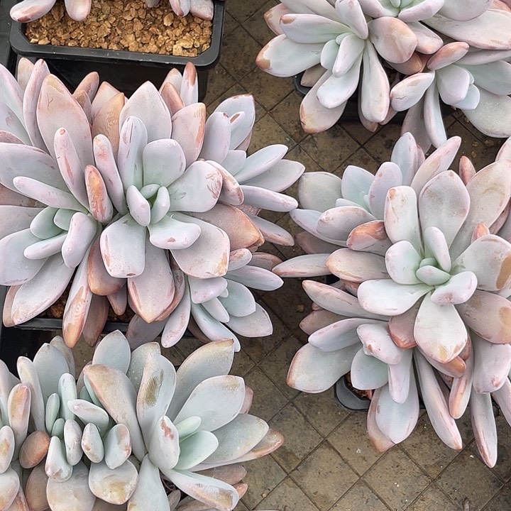 粉兔多头，木质化老桩