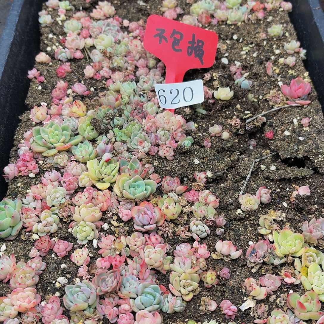 多肉植物多肉植物620