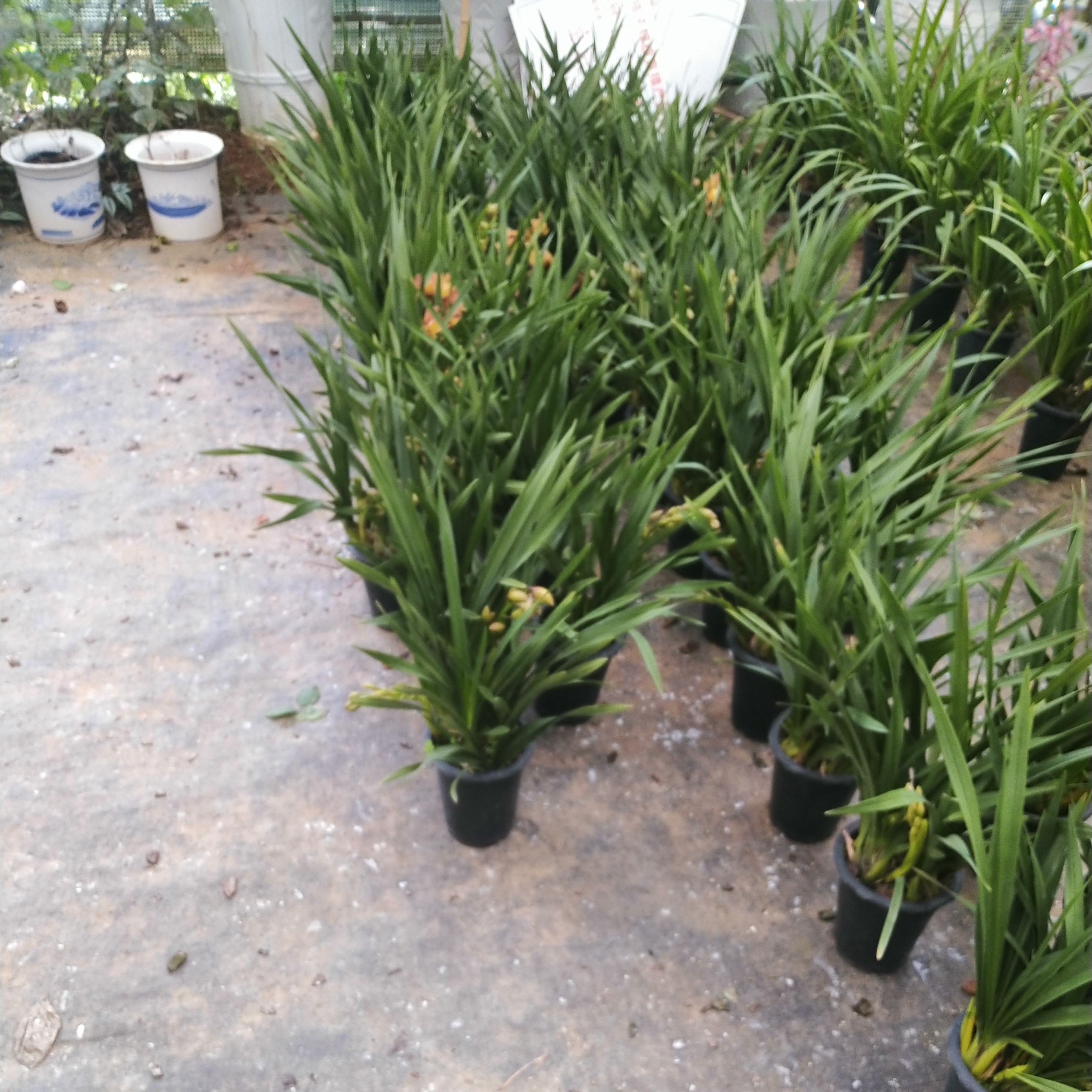 年宵花大花蕙兰【香妃】