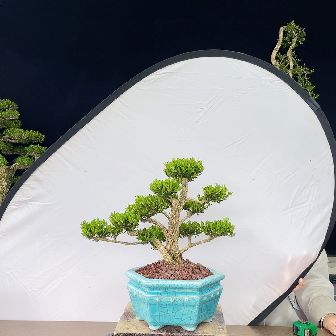 完全开放黄杨盆景四季常青