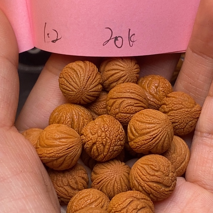 吊坠桃核秦岭龙纹桃核12尺寸