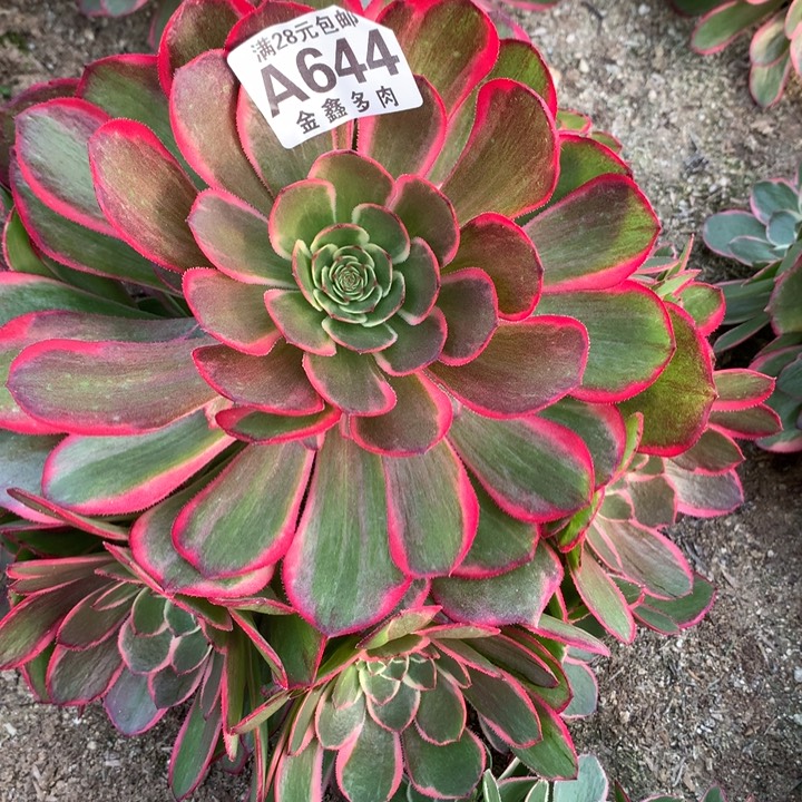 644多肉植物一物一拍