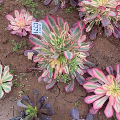 771美杜莎不包断枝