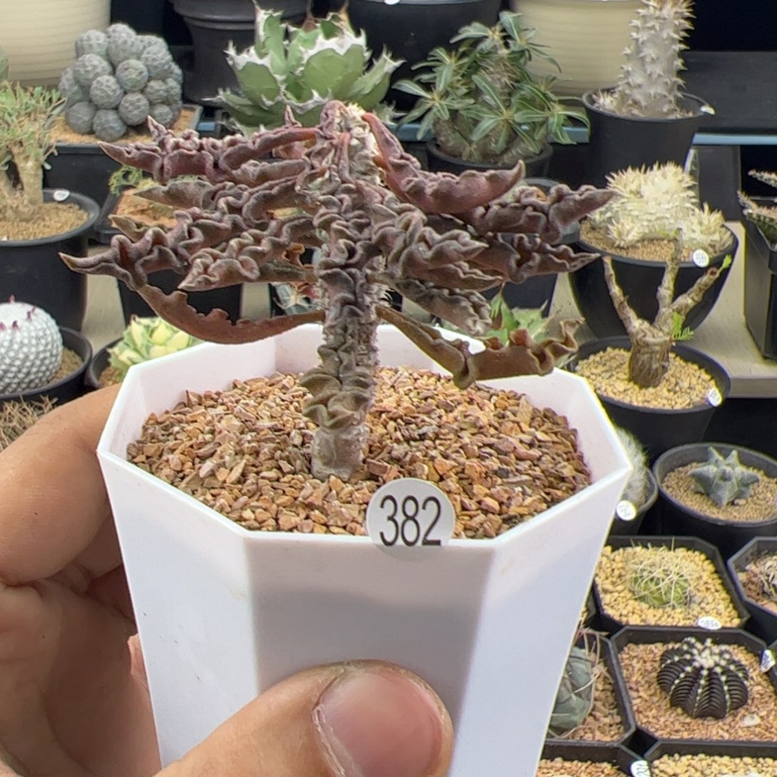 皱叶麒麟大戟一物一拍382