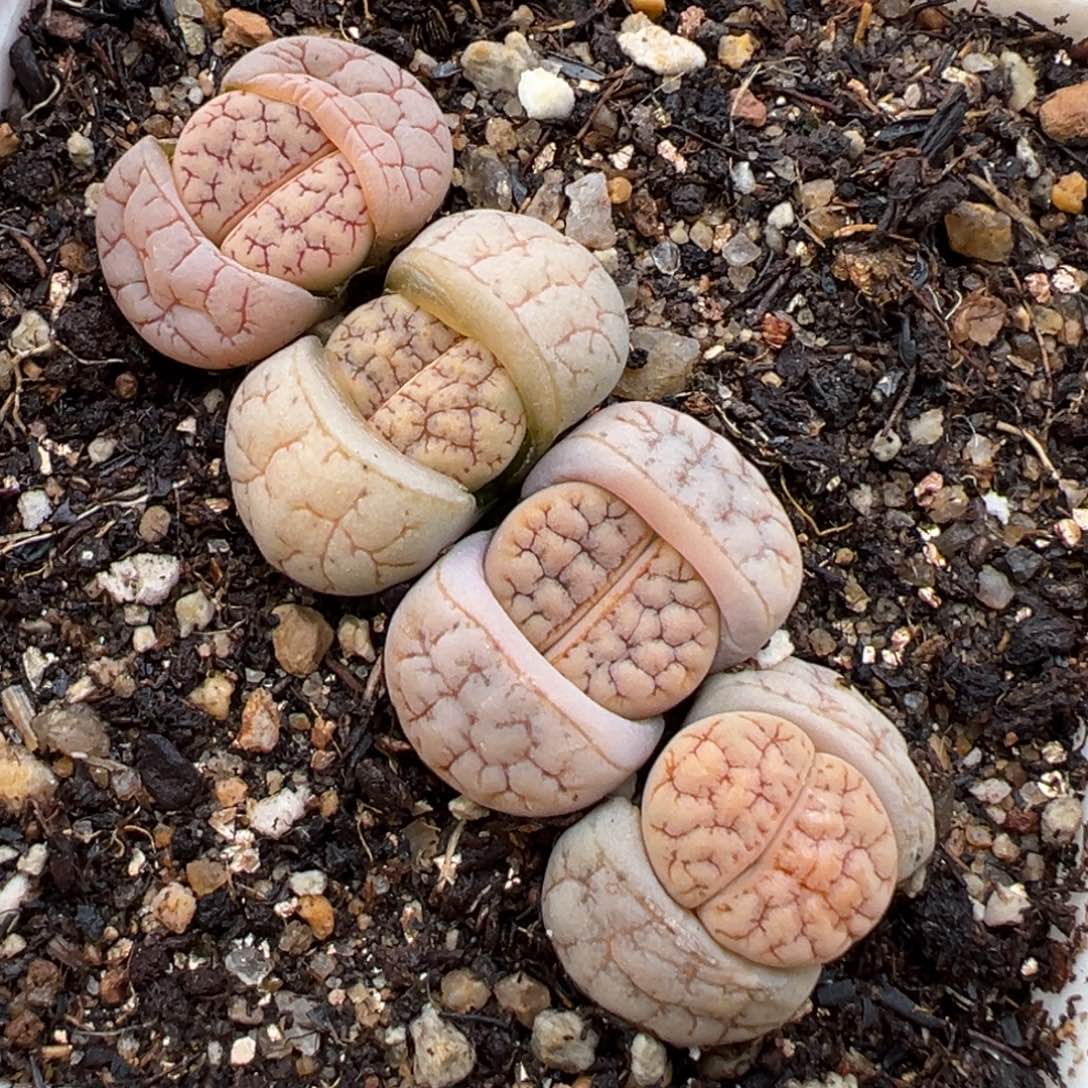 1.12好看的多肉622