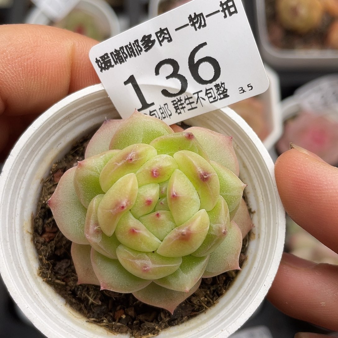 136 3.5一物一拍精品美肉