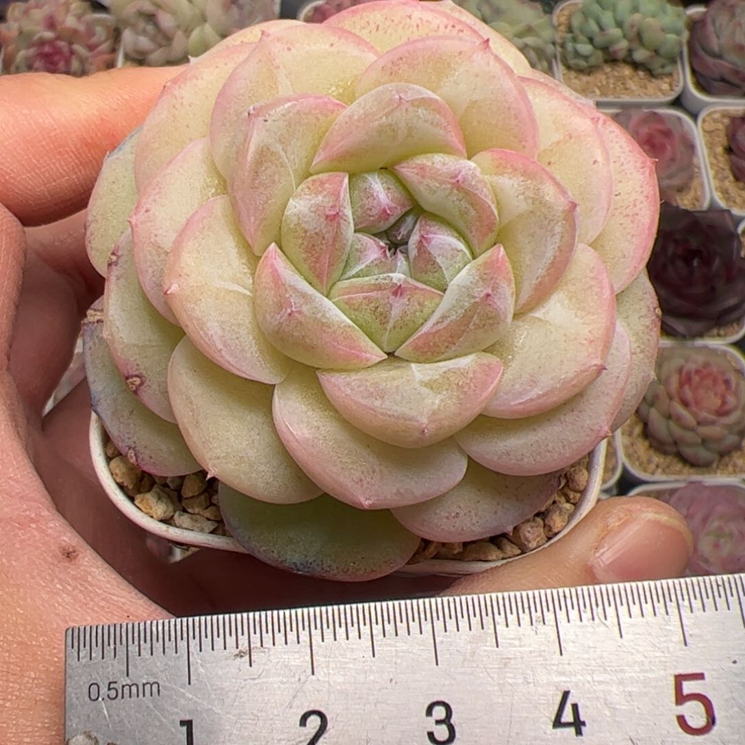 389 多肉植物组合盆栽