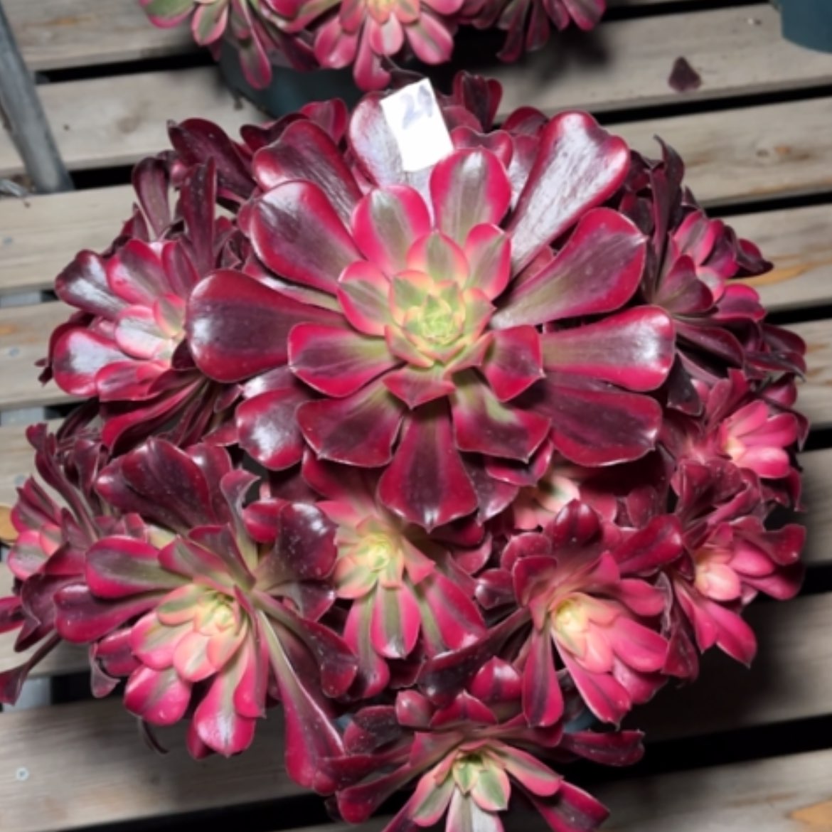 【闪购商品】24美杜莎多肉法师