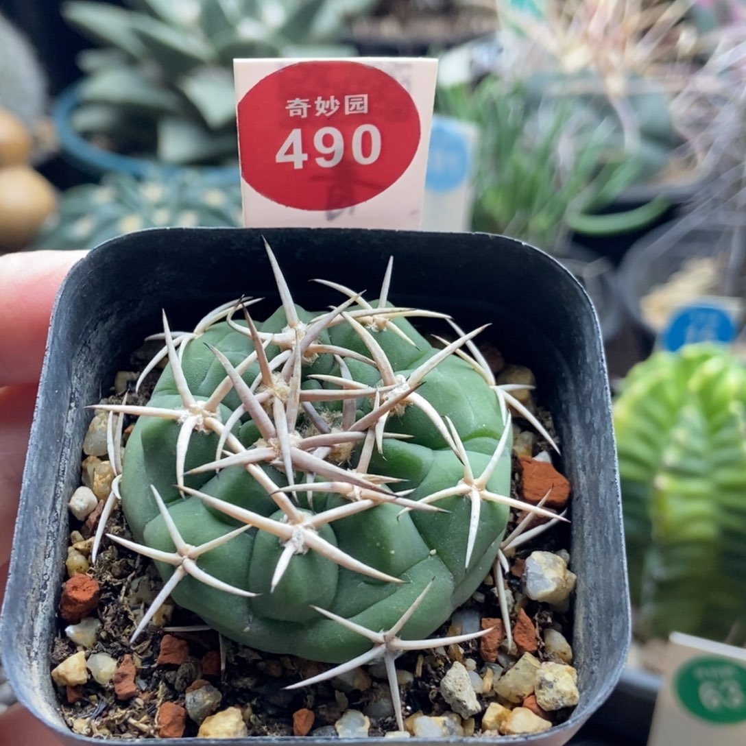 实生碧岩玉一颗仙人球