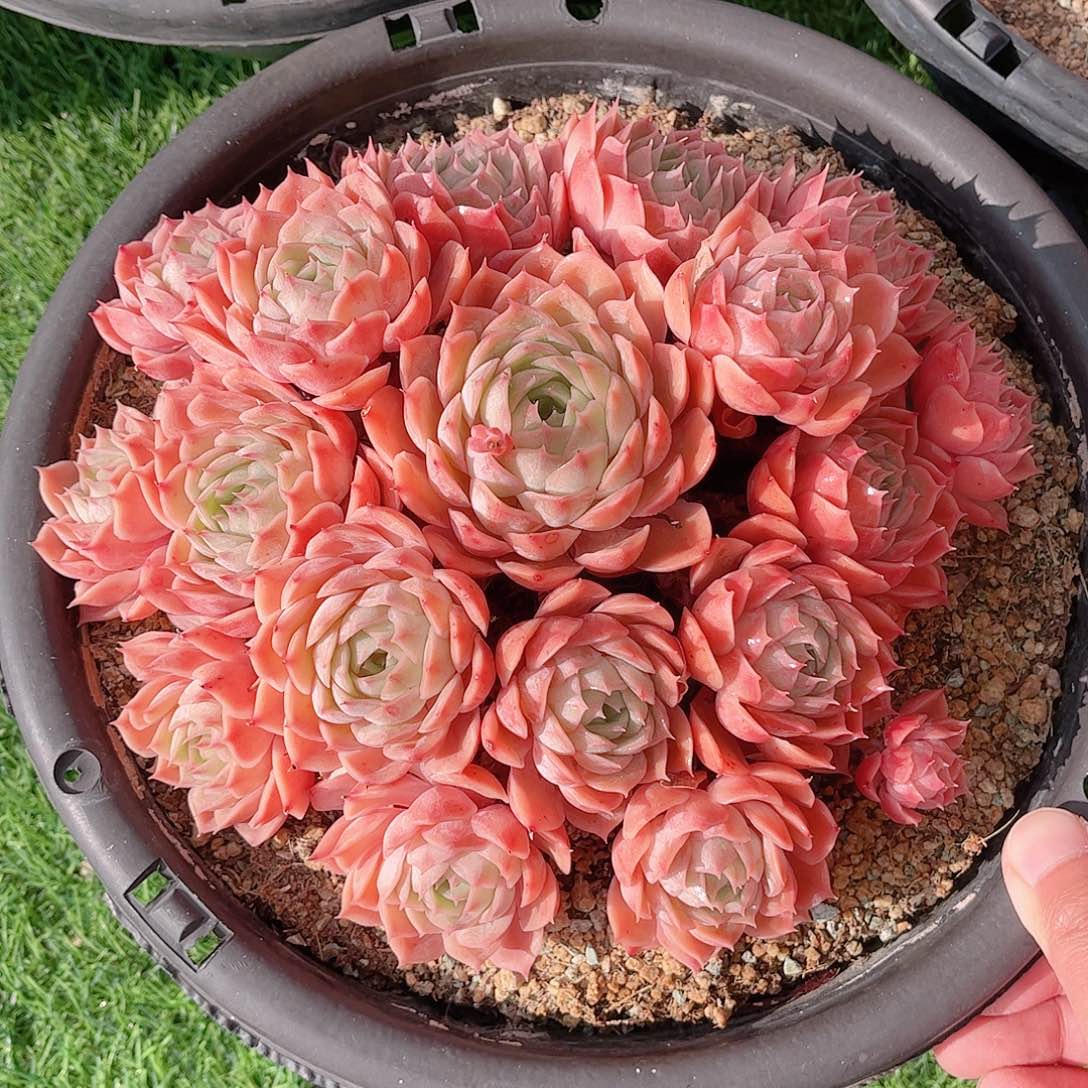 韩版昂斯洛精品多肉