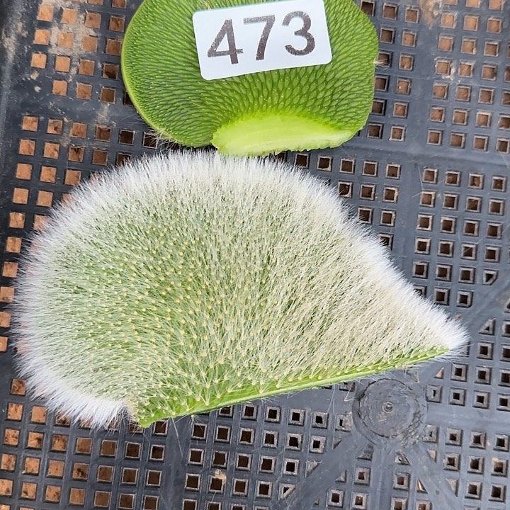 用***4无花朵青蛇缀头473