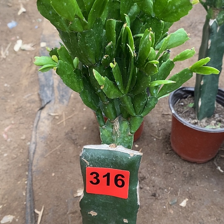 无花朵用****5027，316号新疆不包邮