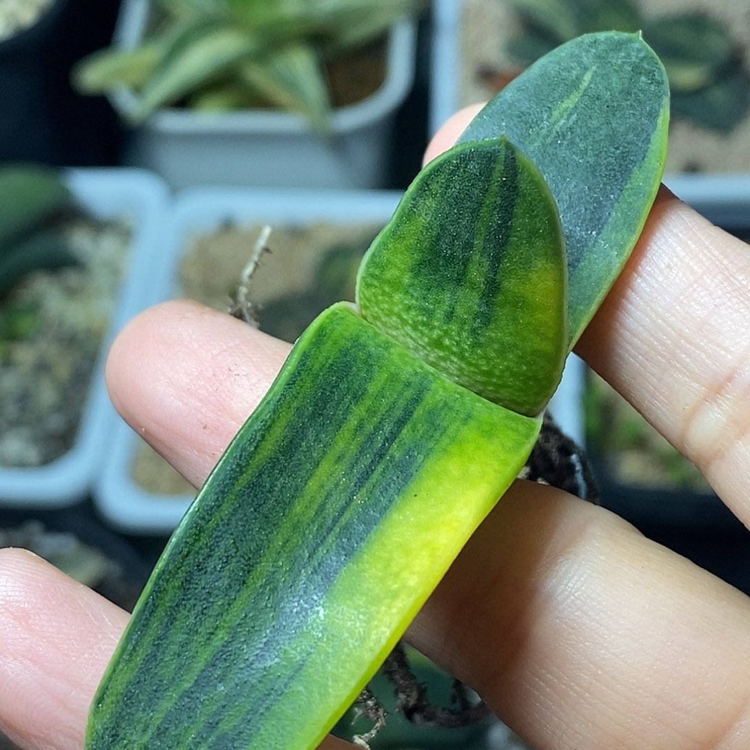 不带盆脱土裸根发货（实生）