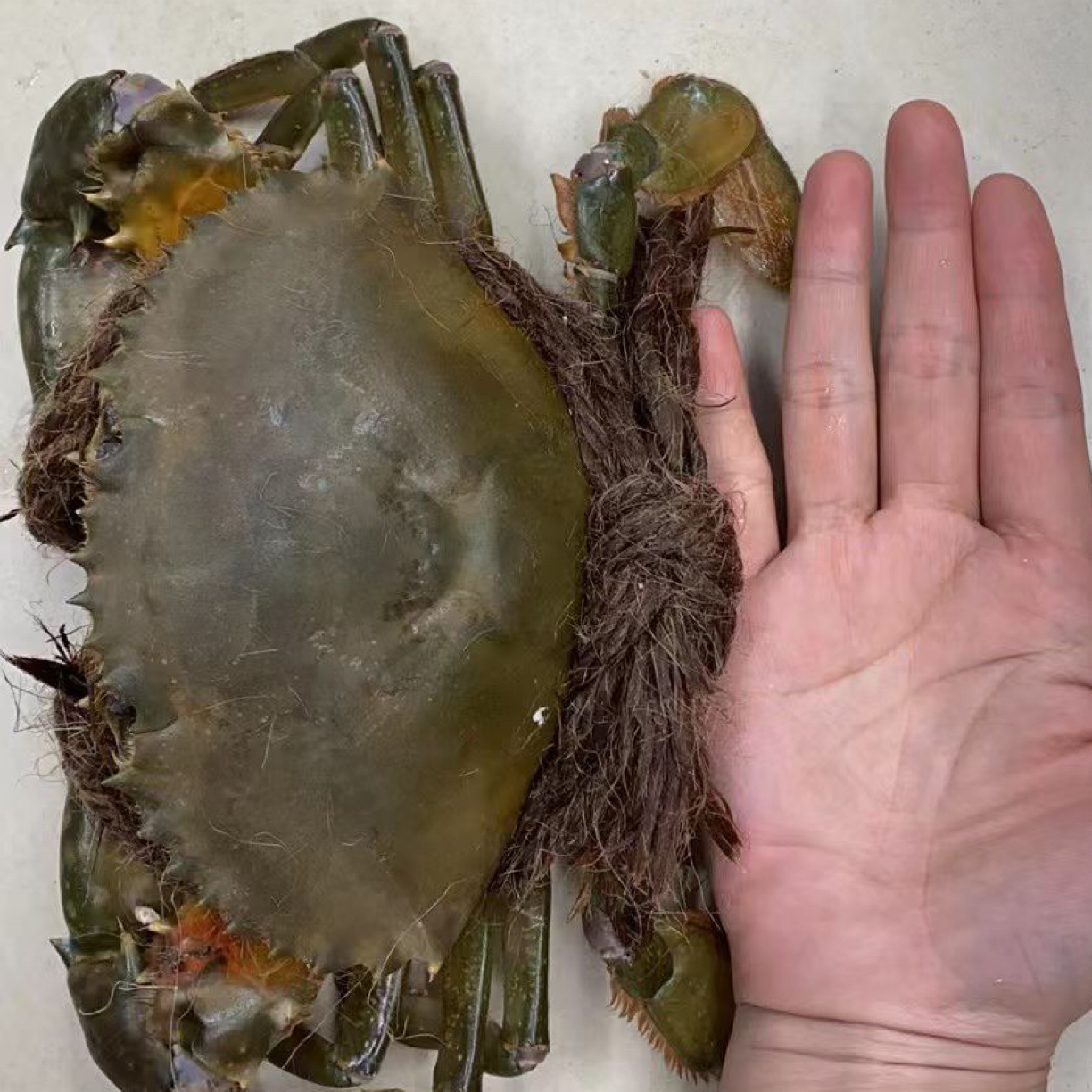 闽南晋江红膏鲟 2只装到5只装