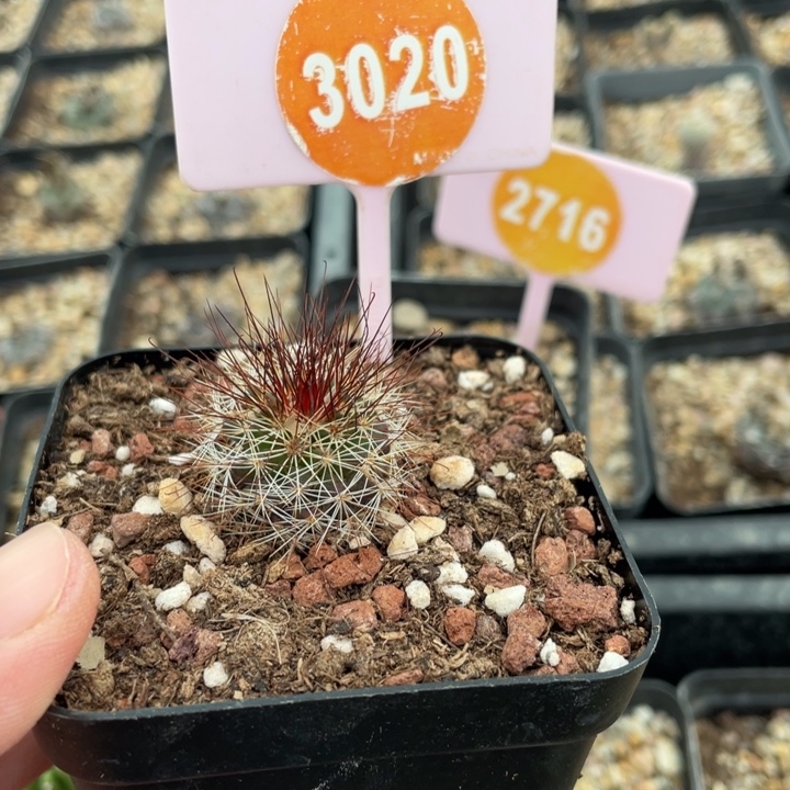 花***灵实生马库斯3020000000