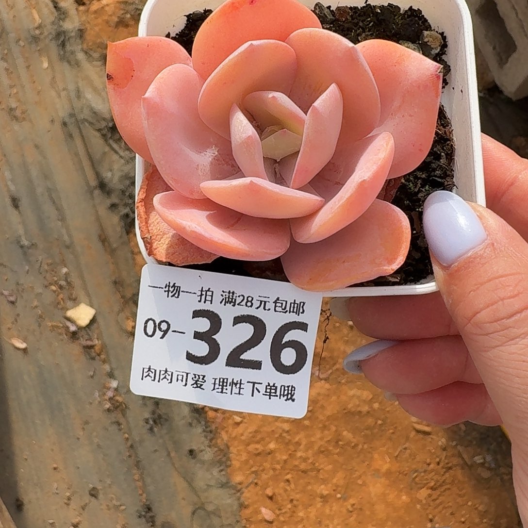 奶茶无盆土发货无
