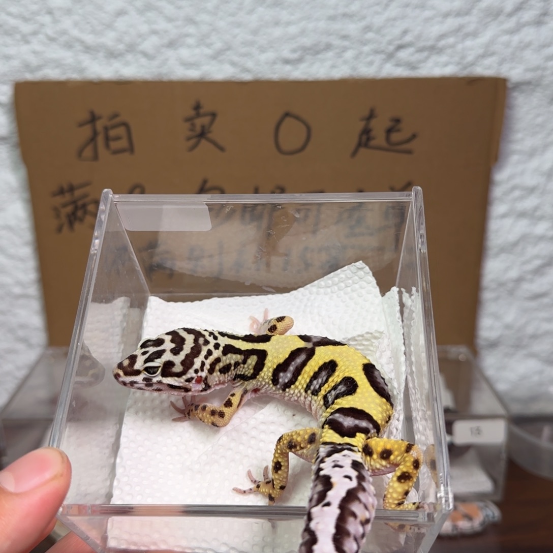 豹纹守宫土匪弟弟38克