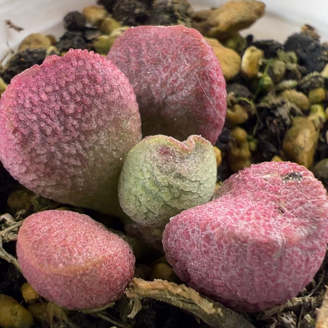 夏娃大苗多肉植物水泡