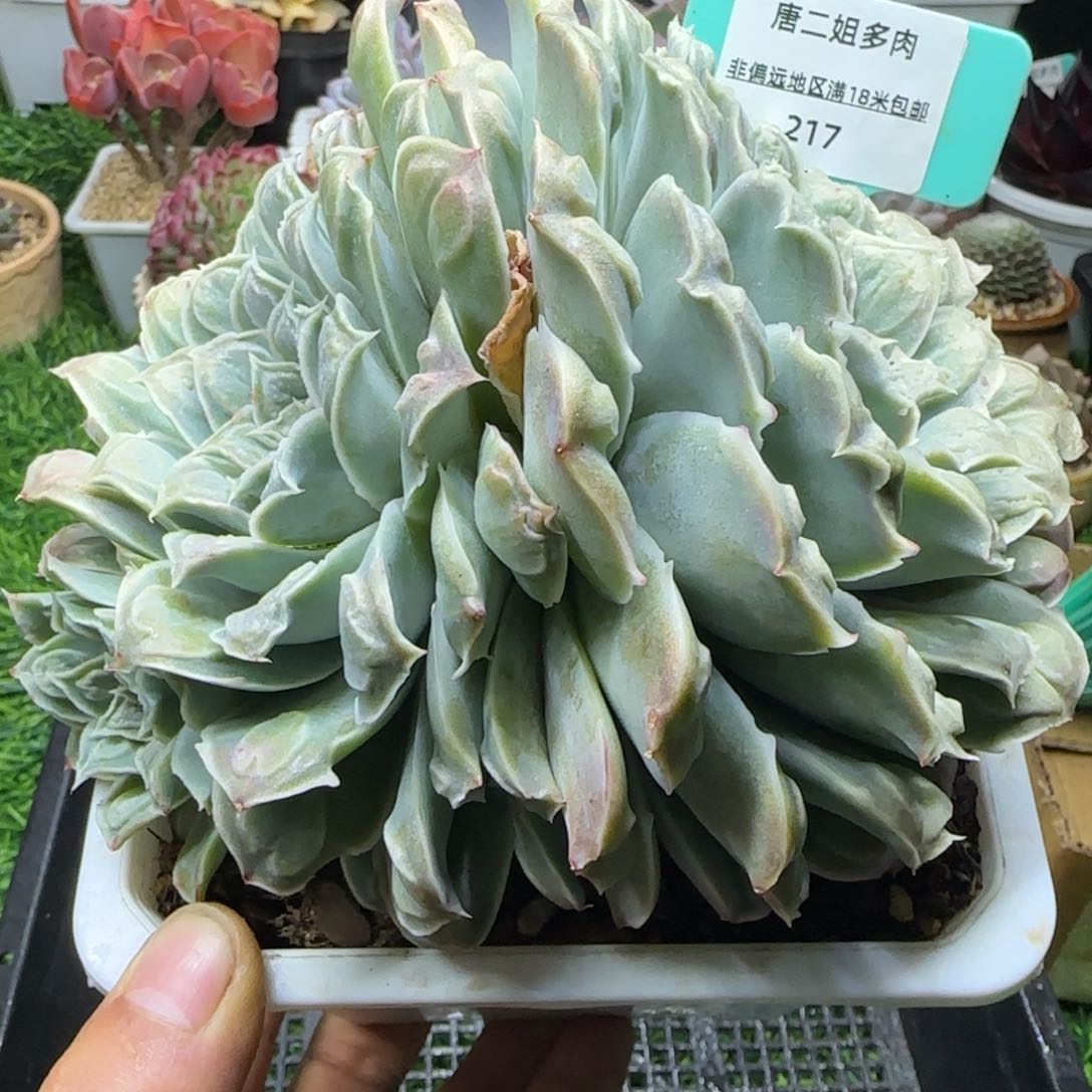 唐二姐多肉编号217