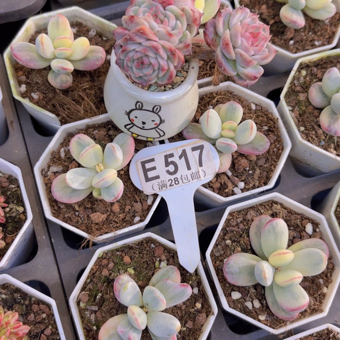 E517蓝孔雀一物一拍