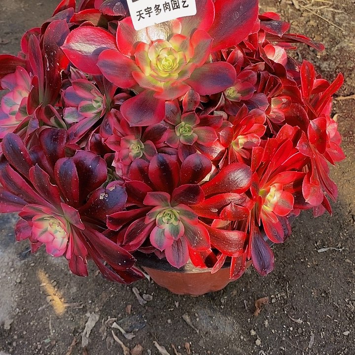 多肉美杜莎871多亩