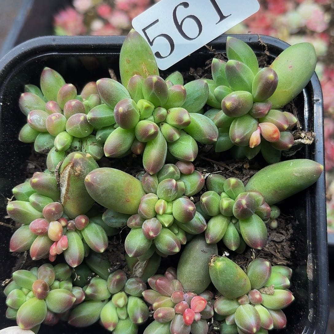 多肉植物多肉植物561