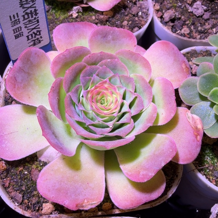 三碗302  毛绒x龙母x若初