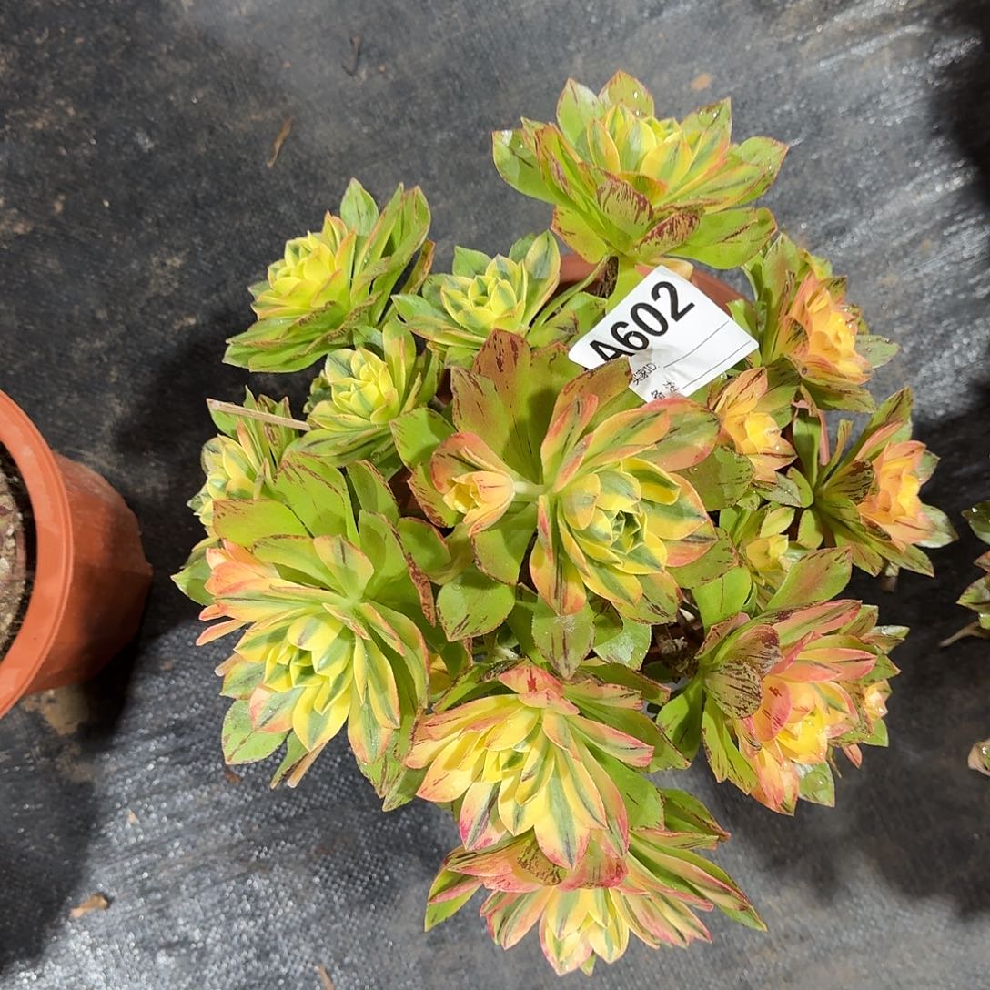 荷花多肉法师a602