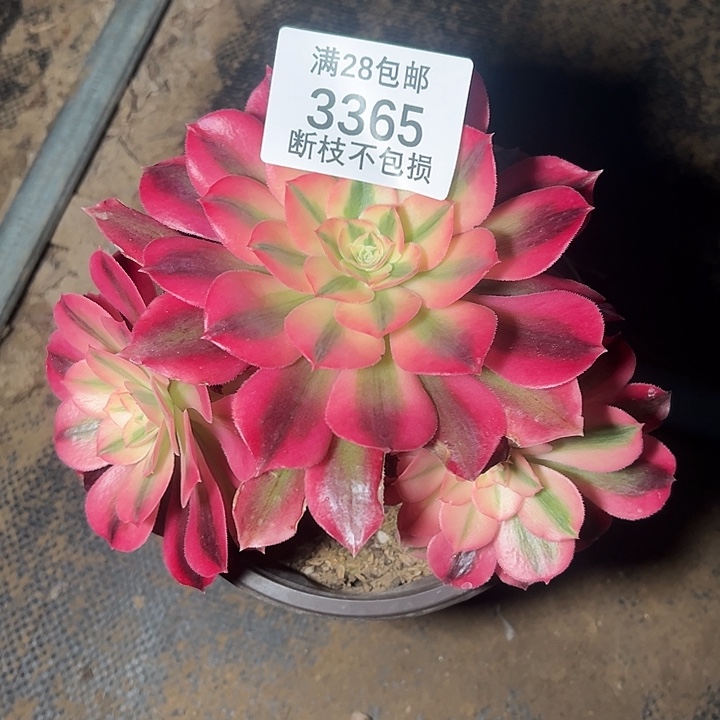 幸***乐3365红女巫多肉植物
