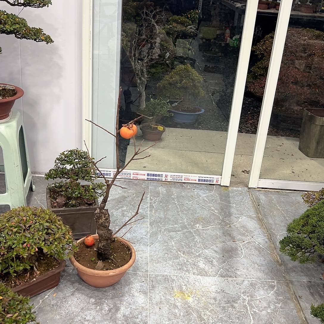 w***n无花朵杜鹃花的诗作