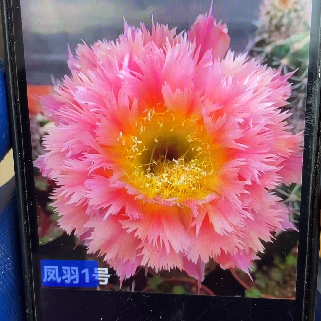 苦***忆凤羽1号侧芽歪4公分以上