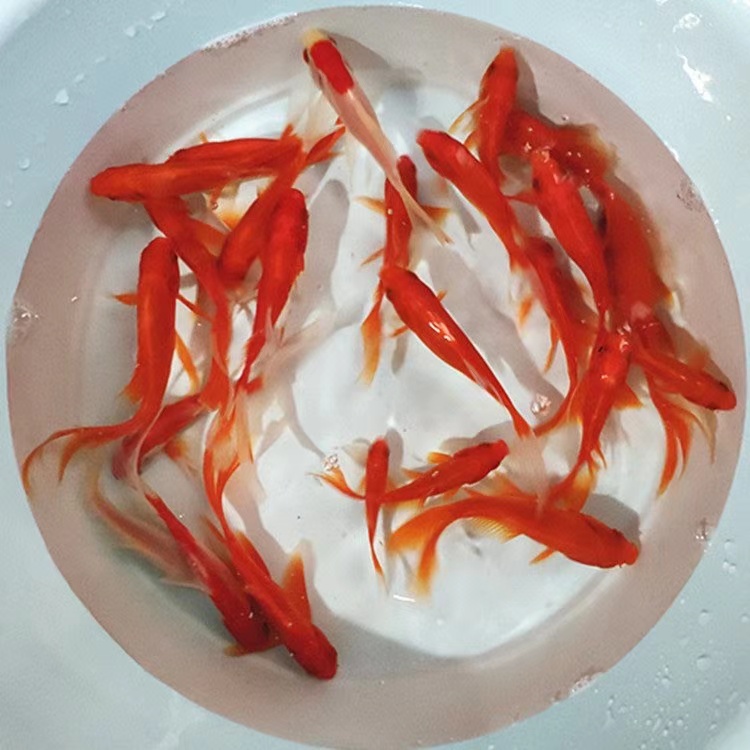 【冷链包邮】5-7厘米15条火焰红金鱼冷水观赏鱼新手好养耐活饲料鱼