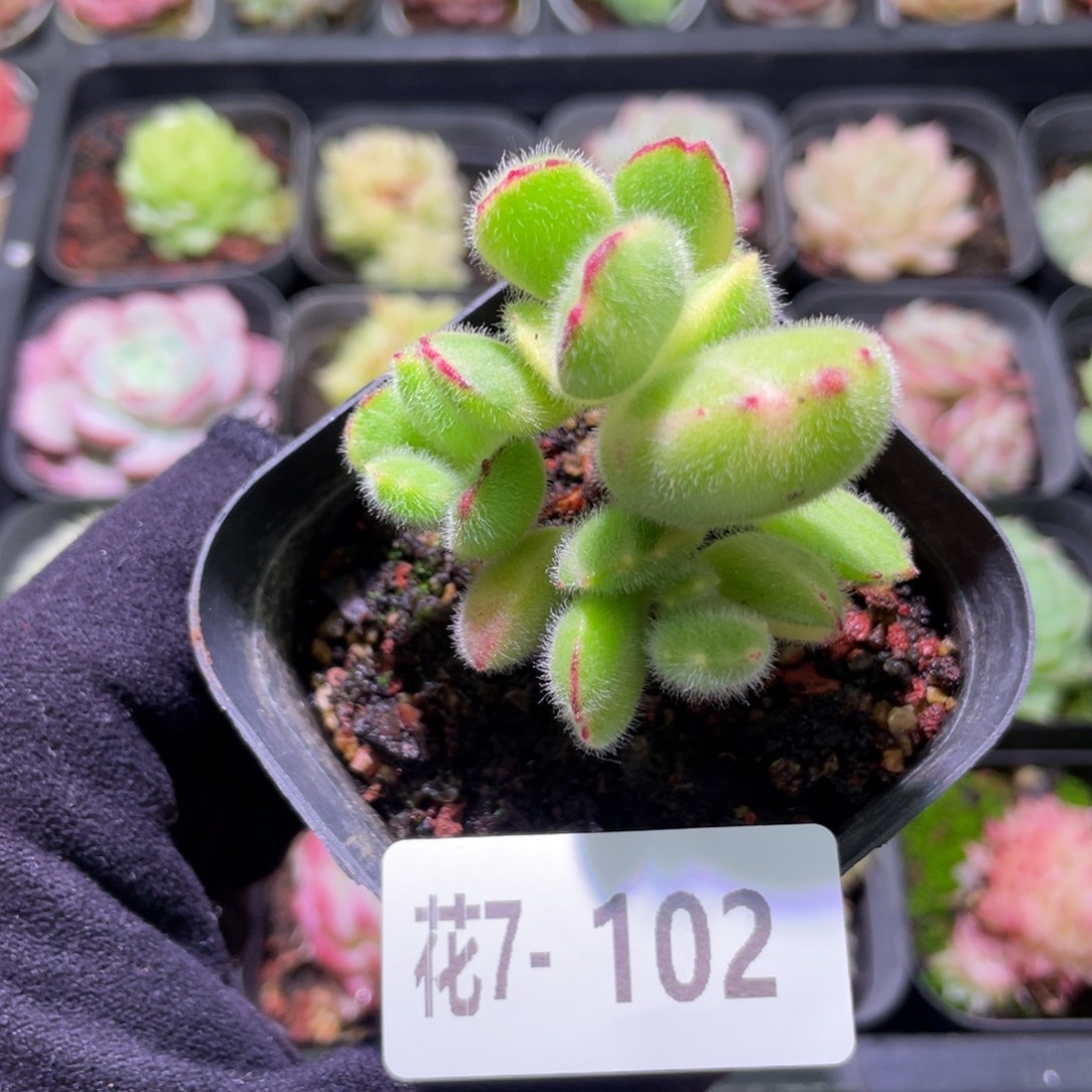 花利美7-102彩熊 不售后