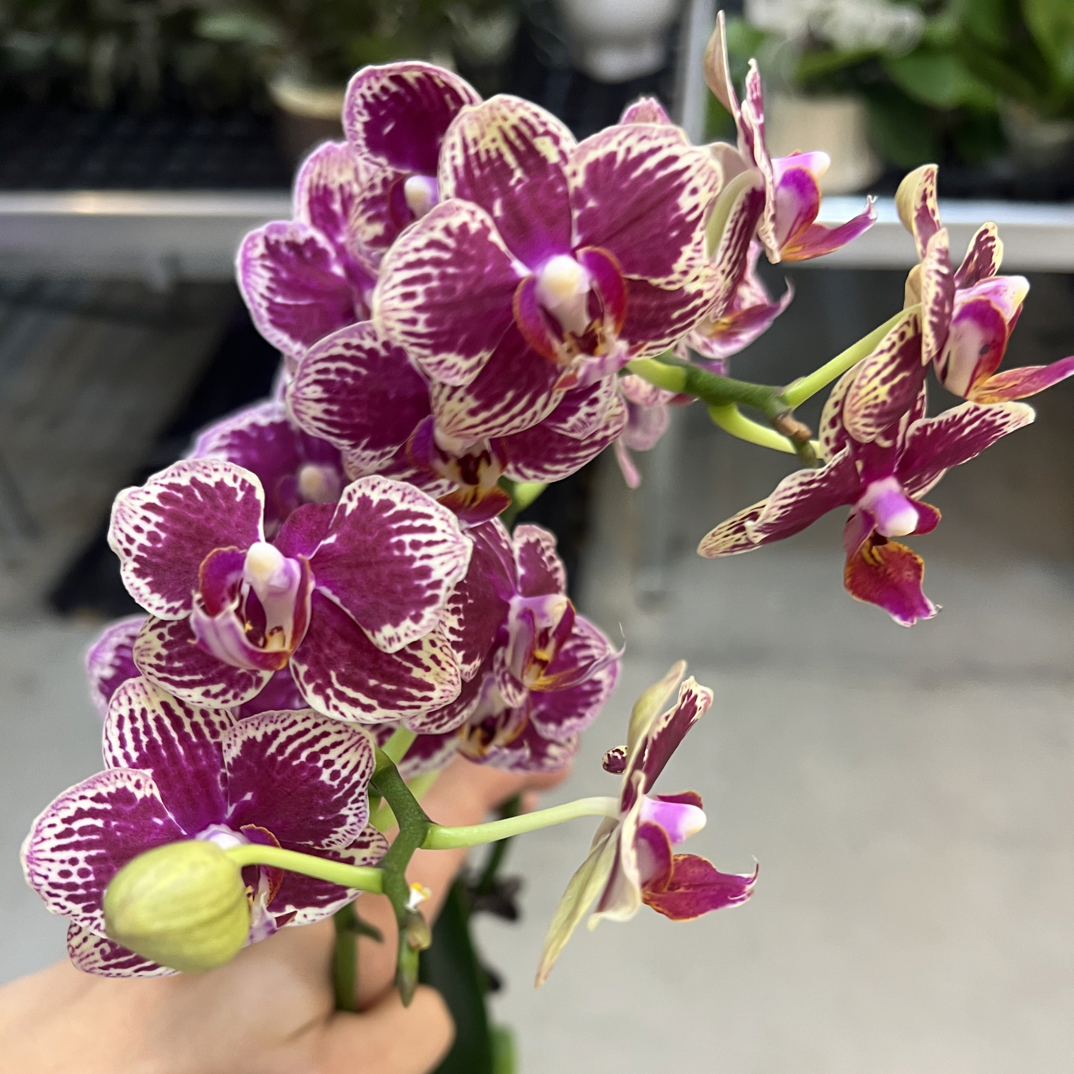 玲泷优选（可乐）蝴蝶兰花期长好养护