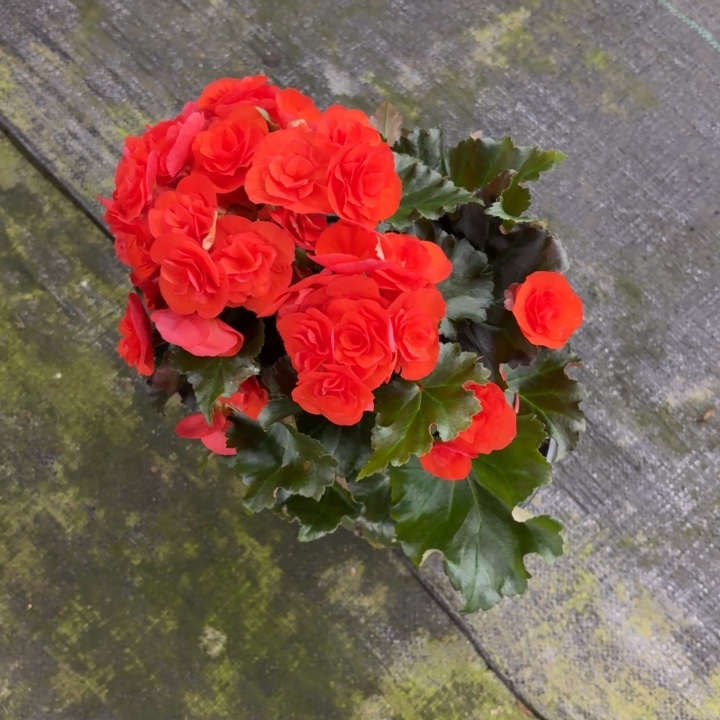 大部分花苞少量开放150育苗盆摩卡橙只包到手不包养护